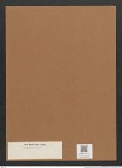 Diatomeae indet. Zeichnungen Sammlung Grunow Mappe 02708 (Herbarium_W_Grunow_drawings_Folder_02708)